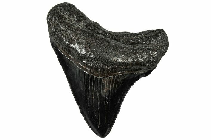 Serrated, Juvenile Megalodon Tooth - South Carolina #310503